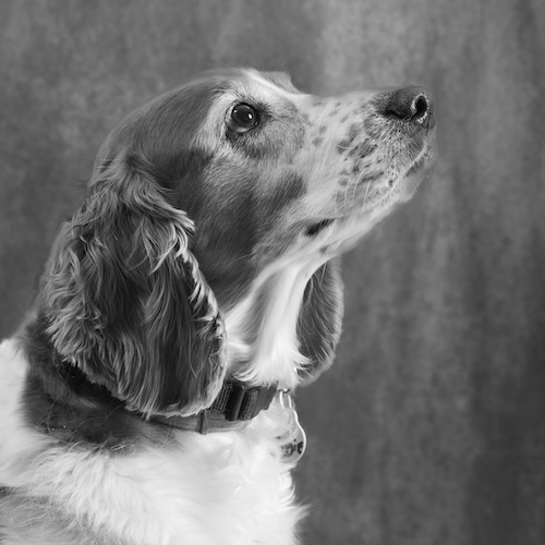 A brown and white spaniel dog with a black collar. It is positioned indoors against a blurred background.