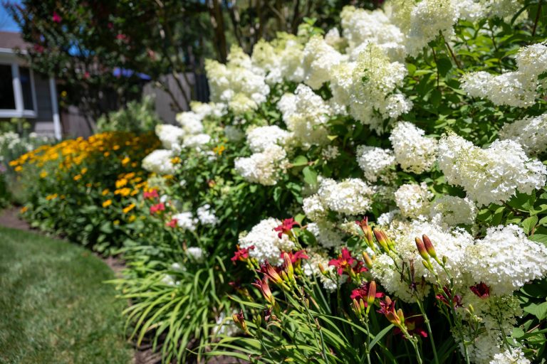 flowering plants native new jersey plants scotch plains