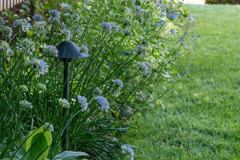 native new jersey plantings westfield nj