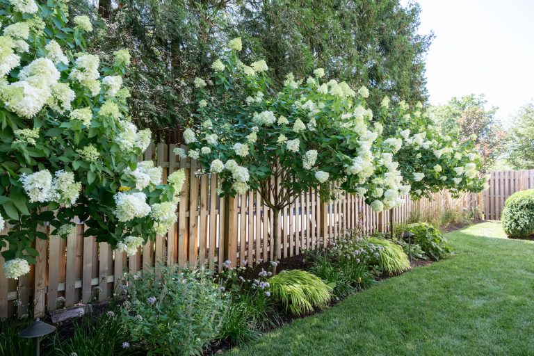 native new jersey plantings and trees westfield nj